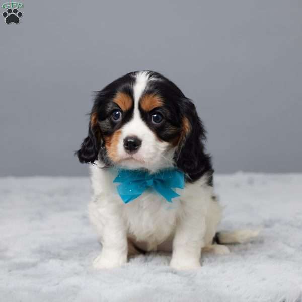 Nova, Cavalier King Charles Spaniel Puppy